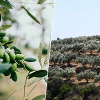 Está lloviendo tanto en la provincia de Jaén que a la cosecha de aceite de oliva le ha salido un problema: sobra agua