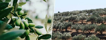 Está lloviendo tanto en la provincia de Jaén que a la cosecha de aceite de oliva le ha salido un problema: sobra agua