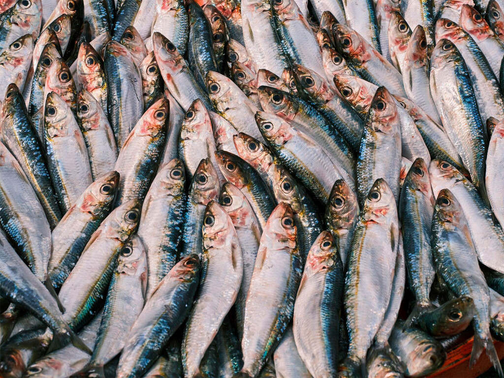 Que el Mediterráneo esté más caliente no solo se nota en la playa, también en el mercado: "La sardina ha subido de precio un 25%