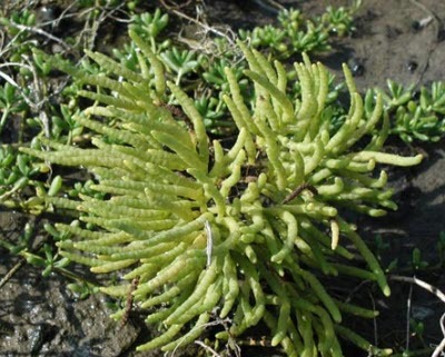 La salicornia, un vegetal rico en proteínas
