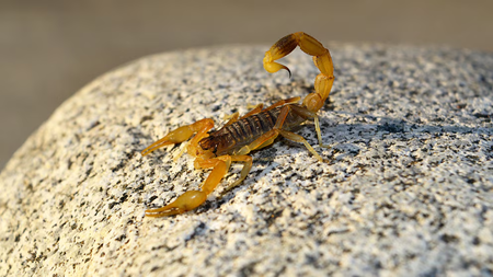 Escorpião