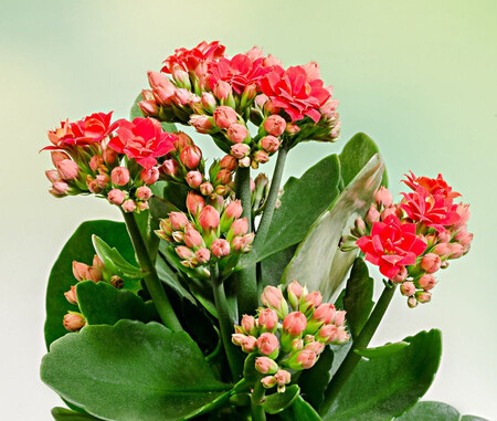 Kalanchoe Calandiva