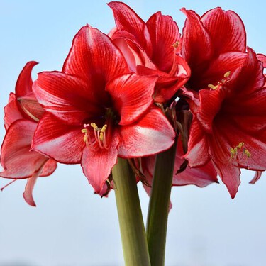 Abono orgánico casero para que tus Amarilis florezcan durante el frío