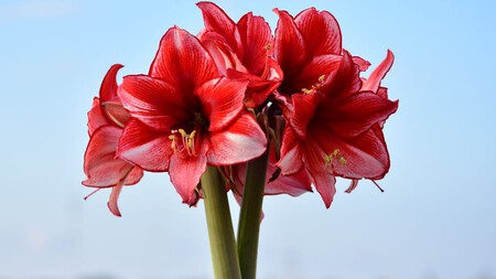 Abono orgánico casero para que tus Amarilis florezcan durante el frío