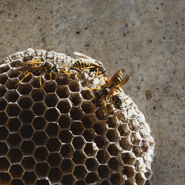Cómo evitar que las avispas construyan un nido en persianas, tejados y terrazas cuando llega el calor 