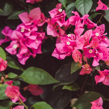 Lidl lanza el viernes 15 de mayo unas estructuras para plantas trepadoras por menos de 10 euros: ideales para transformar la terraza o el jardín  