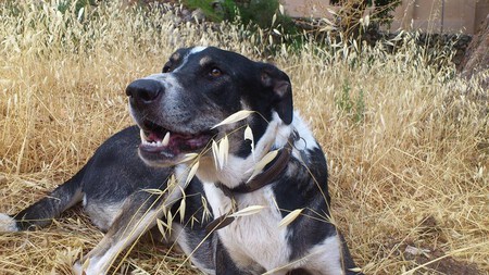 Mezcla Razas Perro Mestizo Argos