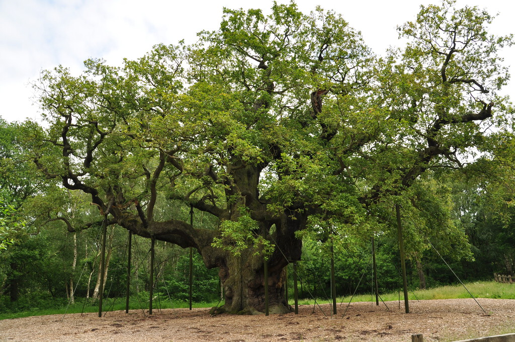 El principal "cáncer" del planeta acaba de matar al árbol más viejo de Europa. Y los expertos alertan: “perderemos uno así cada año”