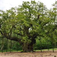 El principal "cáncer" del planeta acaba de matar al árbol más viejo de Europa. Y los expertos alertan: “perderemos uno así cada año”