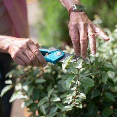 Si tienes estas plantas en casa o el jardín, octubre es el momento de podarlas antes de que llegue el frío 