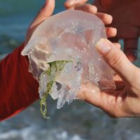 Picaduras de medusas en niños: cómo prevenirlas, qué hacer y qué no hacer si les pican