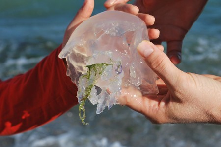 Picaduras de medusas en niños: cómo prevenirlas, qué hacer y qué no hacer si les pican
