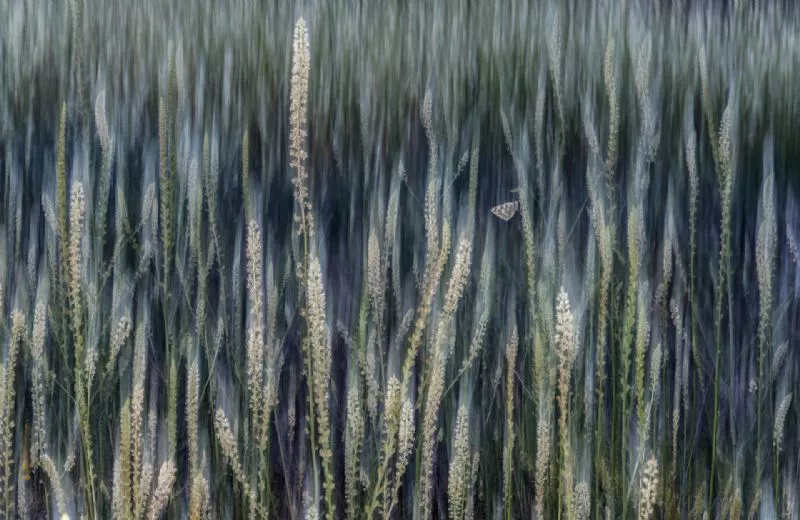 Foto de Otros animales (9/10)