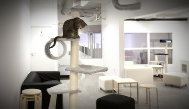 La Gatoteca, el primer Cat Café de Madrid para que digas miau ¡bien alto!