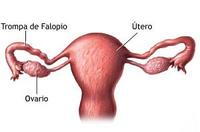Nueva técnica de estimulación ovárica, nuevas esperanzas para concebir tras un cáncer