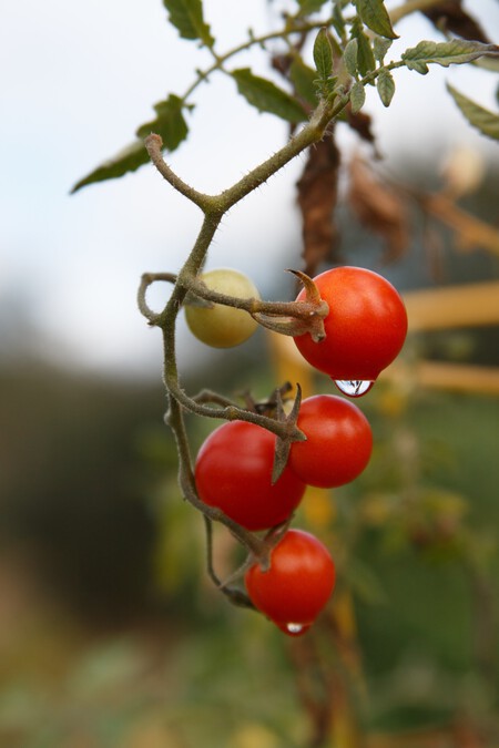 Cultivar tomates