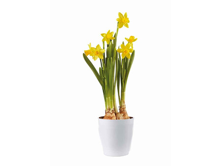 Narcisos Zoom 2