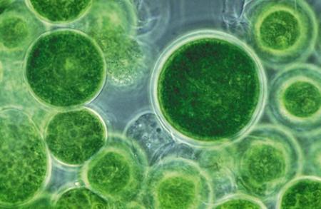 Investigadores estadounidenses producen biopetróleo de algas en un minuto