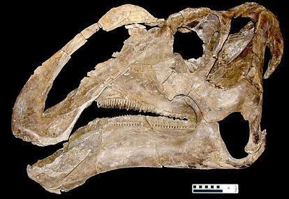El cráneo del Gryposaurus monumentesis