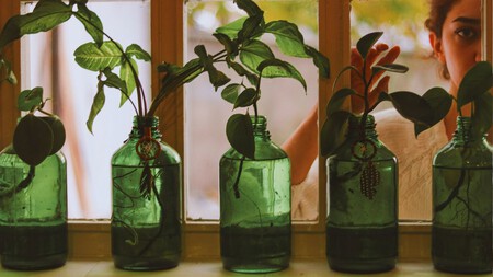 desarrolla un artículo con este título: Dale nueva vida a tus botellas de vidrio: idea fácil para reutilizarlas y cultivar plantas en casa