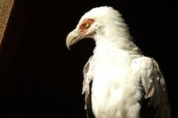 Aprovechar las oportunidades no es ser carroñero