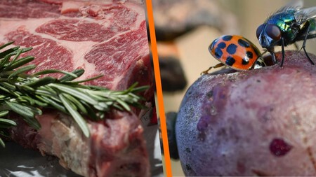 Nutrióloga encuentra huevos de mosca en su comida: así puedes detectar si tu platillo está contaminado