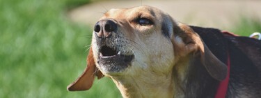 Un perro se puede quedar afónico por ladrar mucho: así les afecta la laringitis 