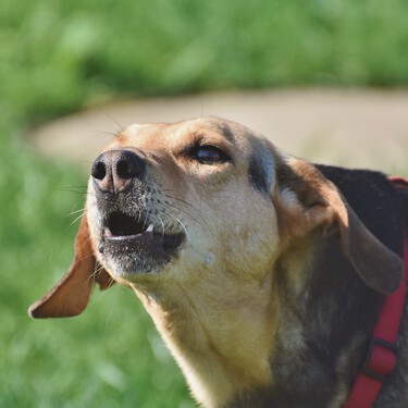 Un perro se puede quedar afónico por ladrar mucho: así les afecta la laringitis 
