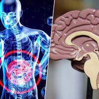 El cuerpo avisa del alzhéimer mucho antes que el cerebro. La pista está en el intestino