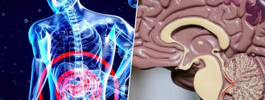 The body warns of Alzheimer's long before the brain. The track is in the intestine