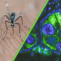 Yucatán está creando un ejército de "mosquitos buenos" con una misión: luchar contra los que transmiten dengue, zika y chikungunya 