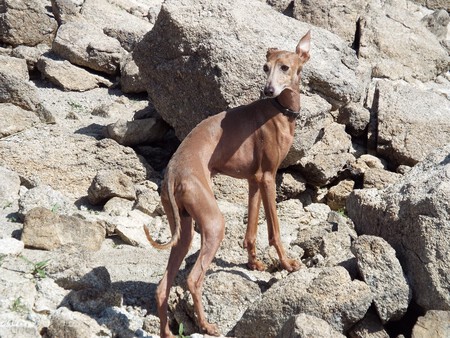 Galgo Espanol Raza