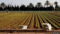 ¿También hay que salvar a los inversores de la cooperativa de l´Aldea?