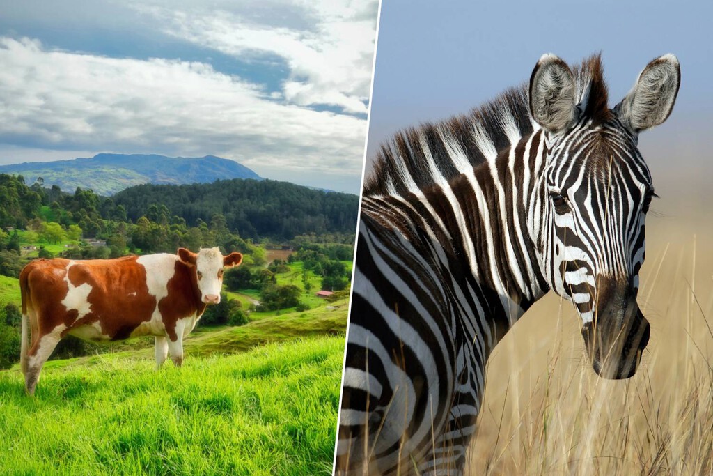 Científicos pintaron vacas negras con rayas blancas para ahuyentar plagas. Resulta que el patrón de la cebra es un repelente natural