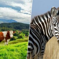 Científicos pintaron vacas negras con rayas blancas para ahuyentar plagas. Resulta que el patrón de la cebra es un repelente natural