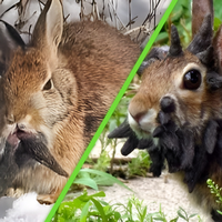 Conejos en Estados Unidos son víctimas de un virus "zombi": ahora tienen cuernos y les salen tentáculos por la boca