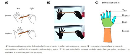 estudio 'tacto fantasma'