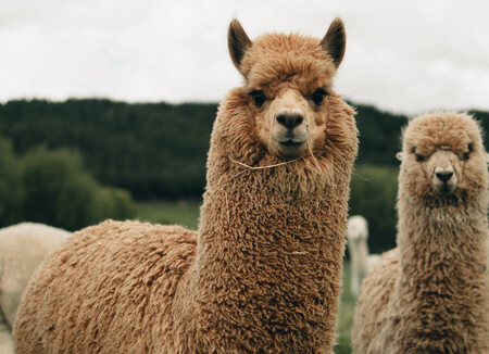 Alpacas Andes
