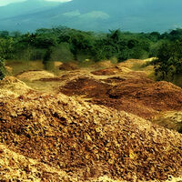 En 1997, cubrieron un terreno estéril de Costa Rica con 12,000 toneladas de cáscaras de naranja. 16 años después, el paisaje era irreconocible 