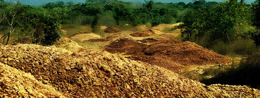 En 1997, cubrieron un terreno estéril de Costa Rica con 12,000 toneladas de cáscaras de naranja. 16 años después, el paisaje era irreconocible 