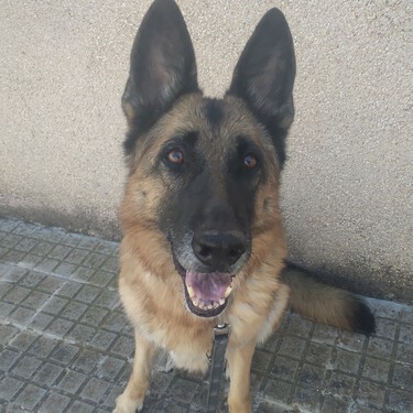El pastor alemán, el perro favorito de los españoles cuya raza ha pagado que todas las familias quieran uno