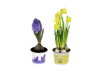 Jacintos y narcisos Aldi