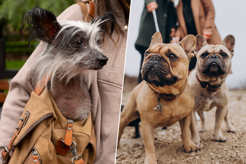 Los perros cada vez son más feos. Y la ciencia tiene varias razones para explicar por qué eso nos encanta