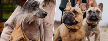 Cómo hemos pasado de reírnos de los perros feos a idolatrarlos. La psicología explica el fenómeno