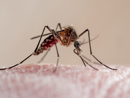Mosquito | Fonte: Getty Images