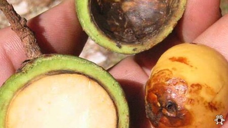 abacate com grande caroço aberto