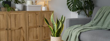 Las plantas huevo que arrasan en Japón se ponen de moda en España. Y son ideales para casas pequeñas y minimalistas