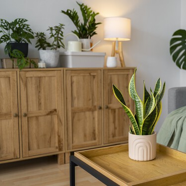 Las curiosas plantas huevo que triunfan en Japón aterrizan en España: ideales para pisos pequeños