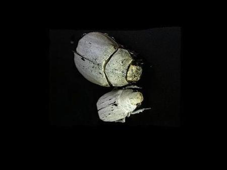 Éstas son las criaturas más blancas de la naturaleza