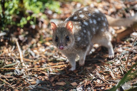 Un ejemplar de quoll
